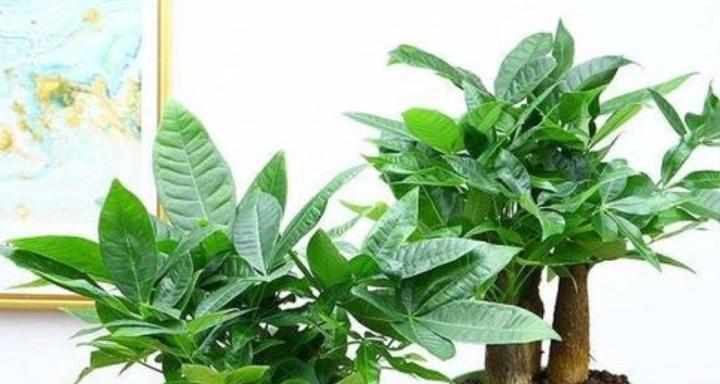 白蜡树在风水中代表什么？最佳摆放位置在哪里？
