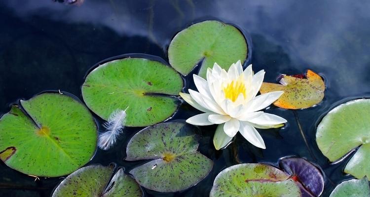 白莲花象征着什么？白莲花的深层含义是什么？