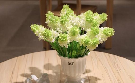 白色风信子的花语和寓意是什么?白色风信子代表的含义有哪些?