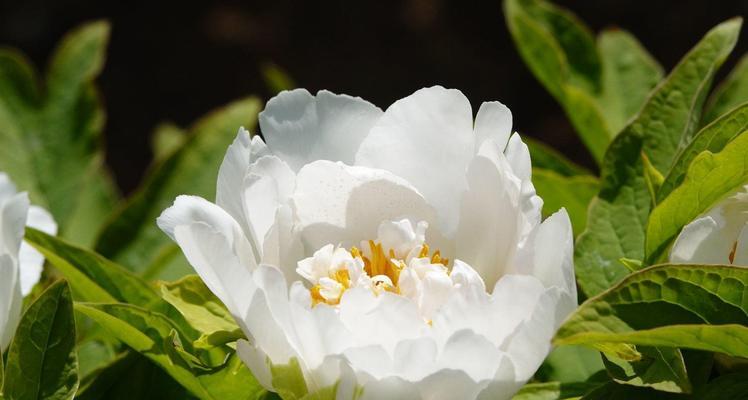 白色牡丹花象征着什么？白色牡丹花的寓意有哪些？
