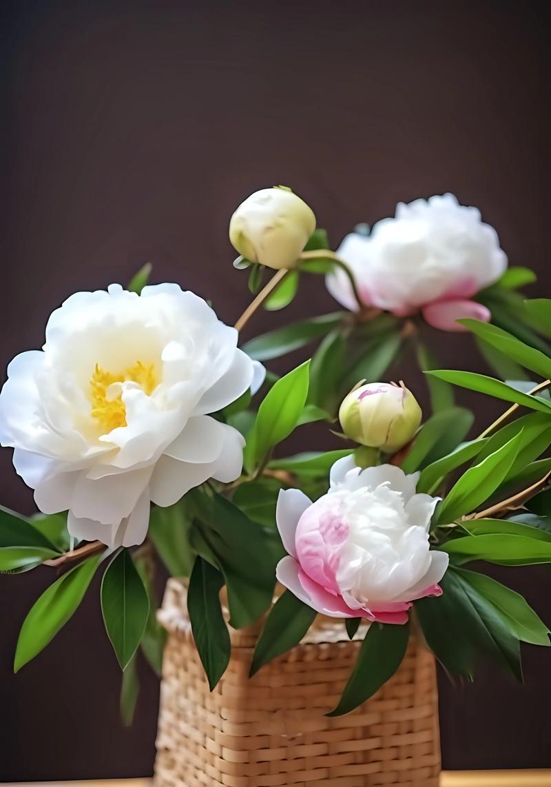 白色芍药花代表什么含义？花语有哪些？