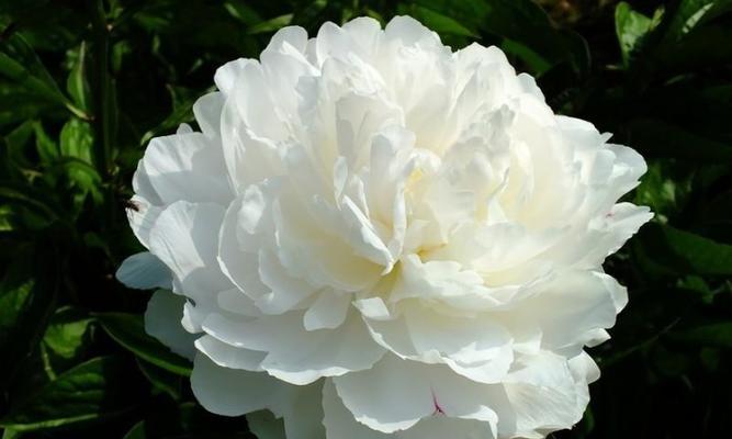 白色芍药花代表什么含义？花语有哪些？