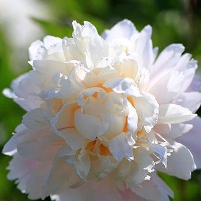白色芍药花代表什么含义？花语有哪些？