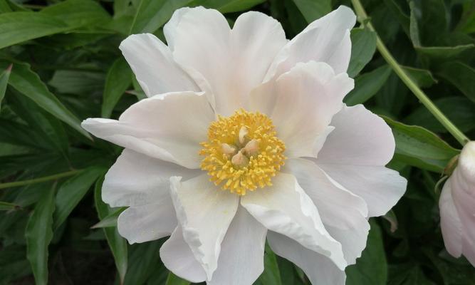 白芍花代表什么意思？白芍花的象征意义有哪些？