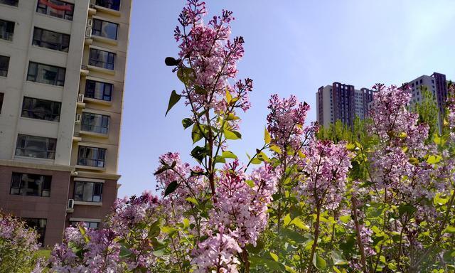 白杨树开花的样子是怎样的？开花又代表着什么含义？