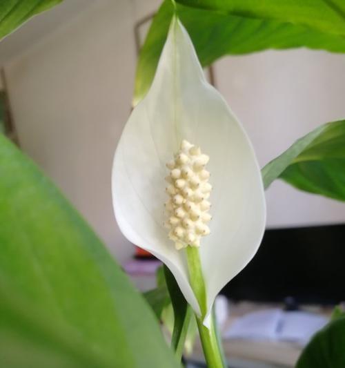 白掌花语象征与寓意是什么？如何正确解读白掌的含义？