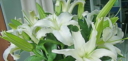 百合花语含义及最佳赠送场合？