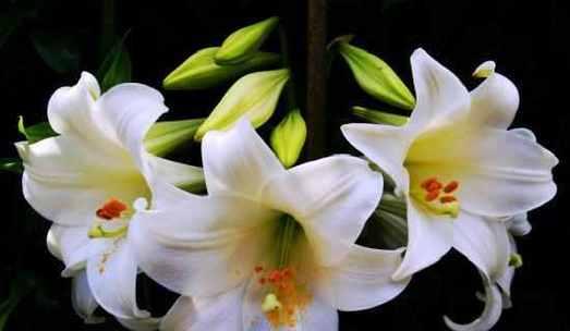 百合花语含义及最佳赠送场合？