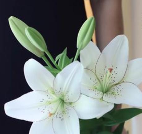 百合花语代表什么意思？不同颜色的百合花有何不同含义？