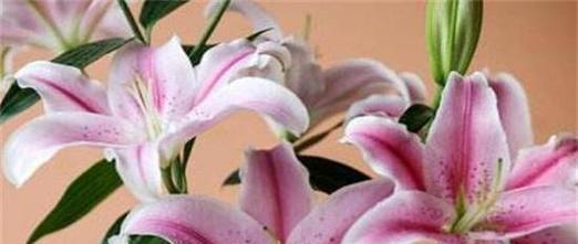 百合花语代表什么意思？不同颜色的百合花有何不同含义？
