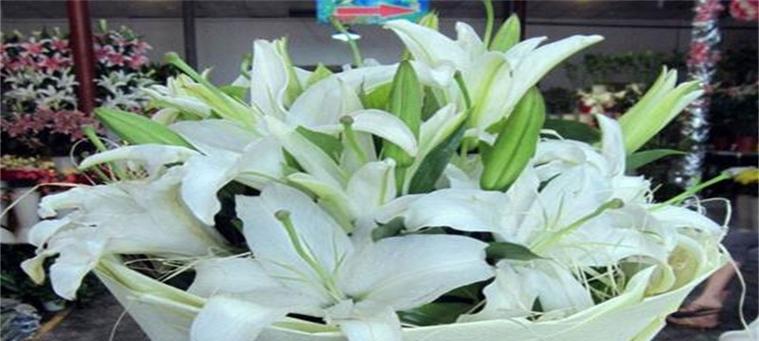 百合花的象征意义是什么？花语有哪些含义？