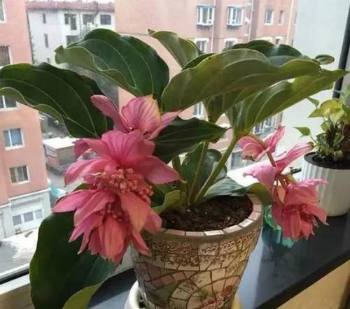 宝莲灯花的风水寓意是什么？如何正确摆放宝莲灯花？