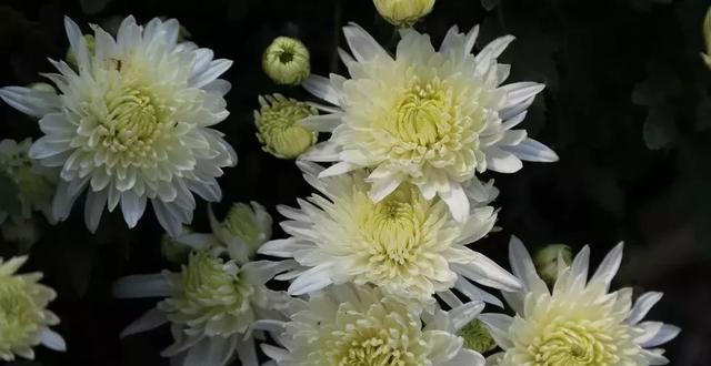 表示哀悼的花花语是什么？哪些花适合哀悼场合？