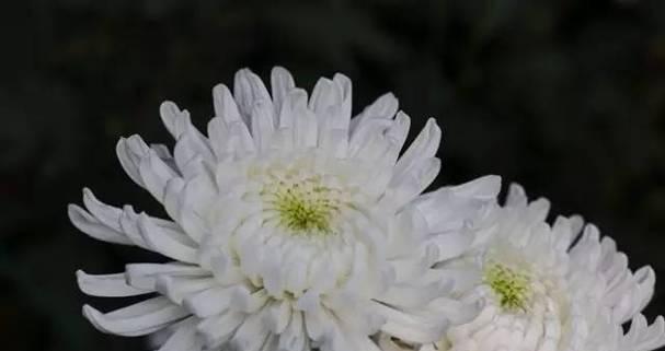 表示哀悼的花花语是什么？哪些花适合哀悼场合？