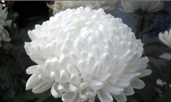 表示哀悼的花花语是什么？哪些花适合哀悼场合？