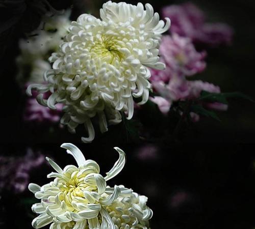 表示哀思的花花语是什么？如何正确选择哀悼用花？