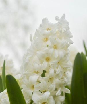 表示爱的花花语是爱的花？如何用花语表达爱意？