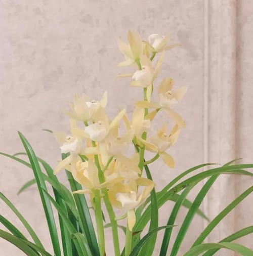 表示爱国的花有哪些？这些花的花语是什么？
