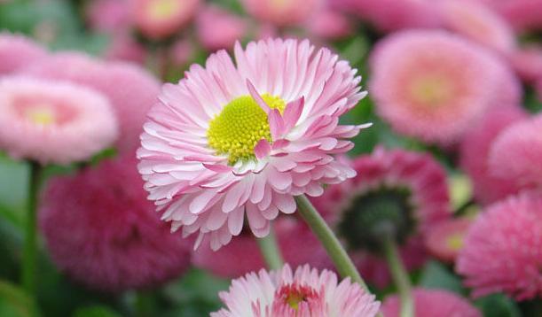 表示爱情的花花语是什么？如何用花表达爱情？
