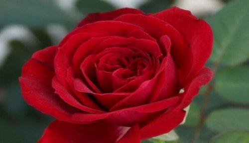 表示爱意的花有哪些？花语中爱意的花代表什么含义？
