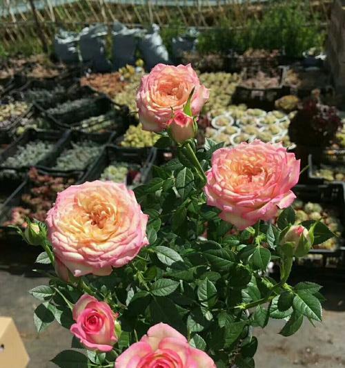 暧昧的花花语是什么意思？暧昧的花代表了哪些情感？