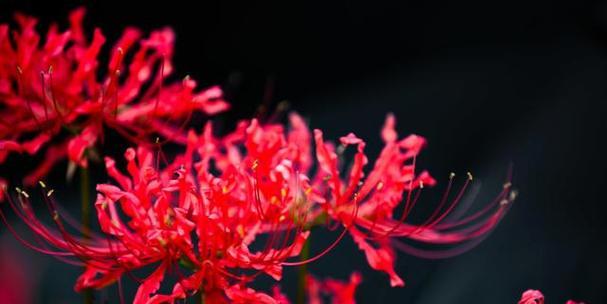 表示悲伤的花花语是什么？为什么人们常用它来表达哀思？