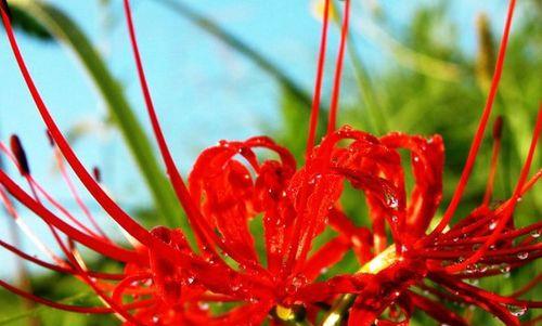表示忏悔的花花语是什么？如何用花表达忏悔？