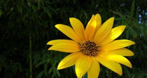 表示诚信的花花语是什么？诚信的花有哪些特点？