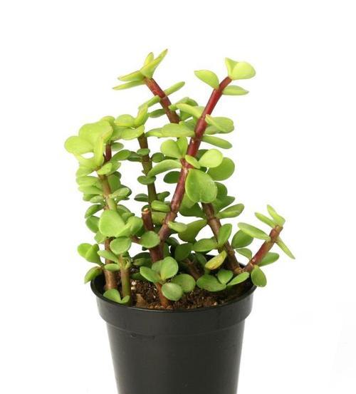表示诚信的花花语是什么？诚信的花有哪些特点？