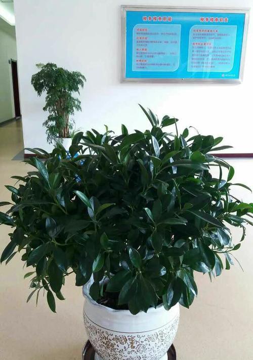 表示诚信的花花语是什么？诚信的花有哪些特点？