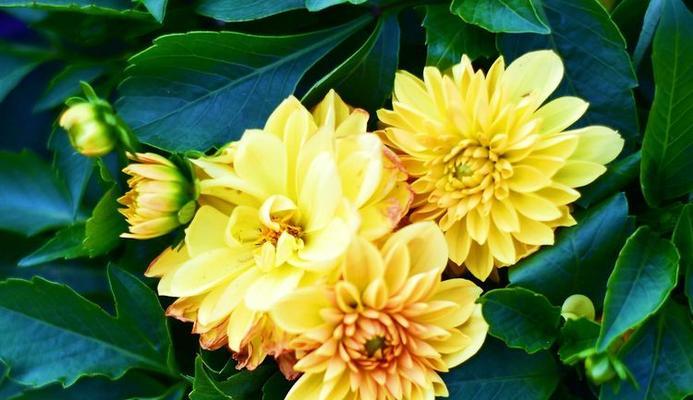 表示憧憬的花花语是什么？憧憬的花代表了哪些含义？