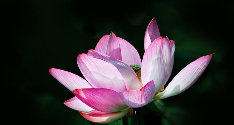 表示惆怅的花花语是什么？惆怅的花有哪些特点？