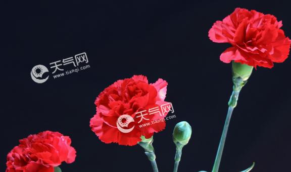 表示感恩的花有哪些？花语中感恩的花代表什么？