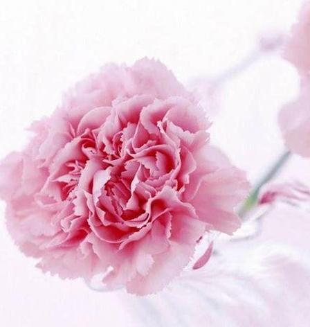 表示感恩的花有哪些？花语中感恩的花代表什么？