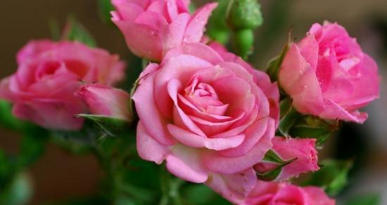 表示感谢的花花语是什么？如何选择感谢的花？
