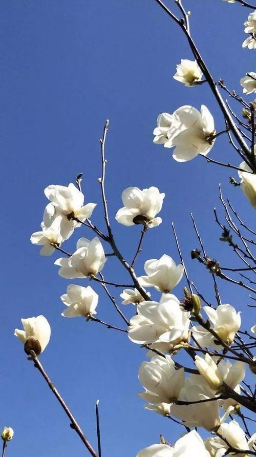 表示高洁的花花语是什么？高洁的花象征着什么含义？