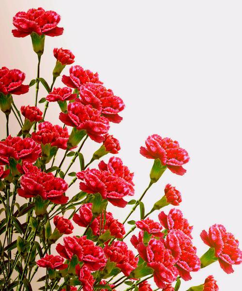 表示高洁的花花语是什么？高洁的花象征着什么含义？
