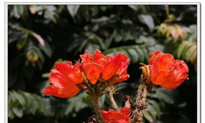 表示高冷的花花语是什么？高冷花卉的含义和特点是什么？