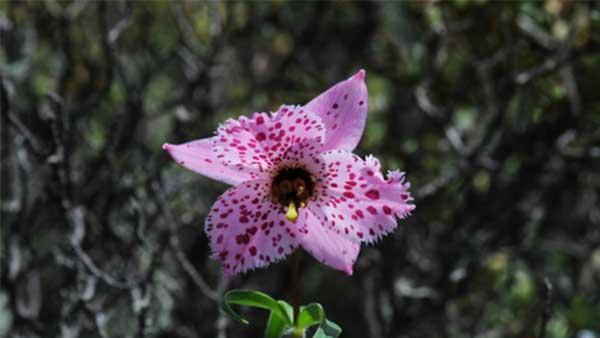 表示高冷的花花语是什么？高冷花卉的含义和特点是什么？