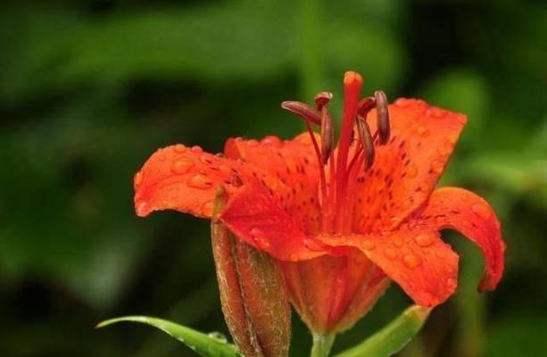 表示好运的花有哪些？花语中哪些花象征着好运？