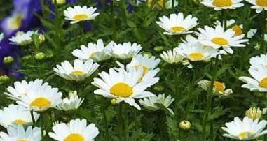 表示和平的花花语是什么？如何用花表达和平的含义？