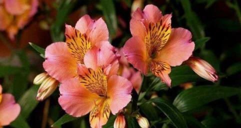 表示欢迎的花是什么？哪种花的花语代表欢迎？