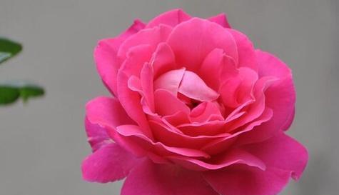 表示积极向上的花花语是什么？如何通过花语传递正能量？