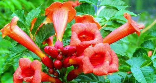 表示坚持的花花语是什么？有哪些花象征着坚持？