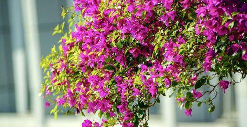 表示坚韧不拔的花花语是什么？如何用花表达坚韧不拔的精神？