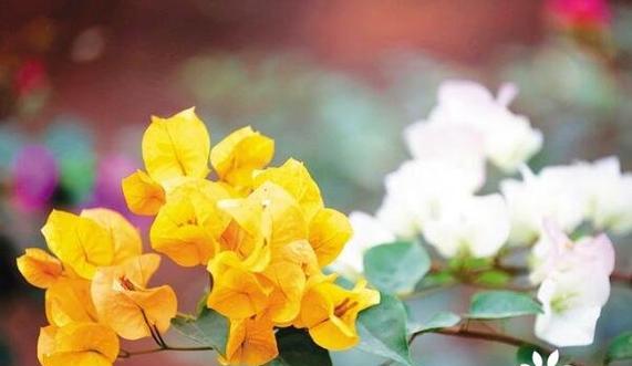 表示坚韧不拔的花花语是什么？如何用花表达坚韧不拔的精神？