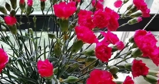 表示拒绝的花花语是什么？如何用花语表达拒绝？