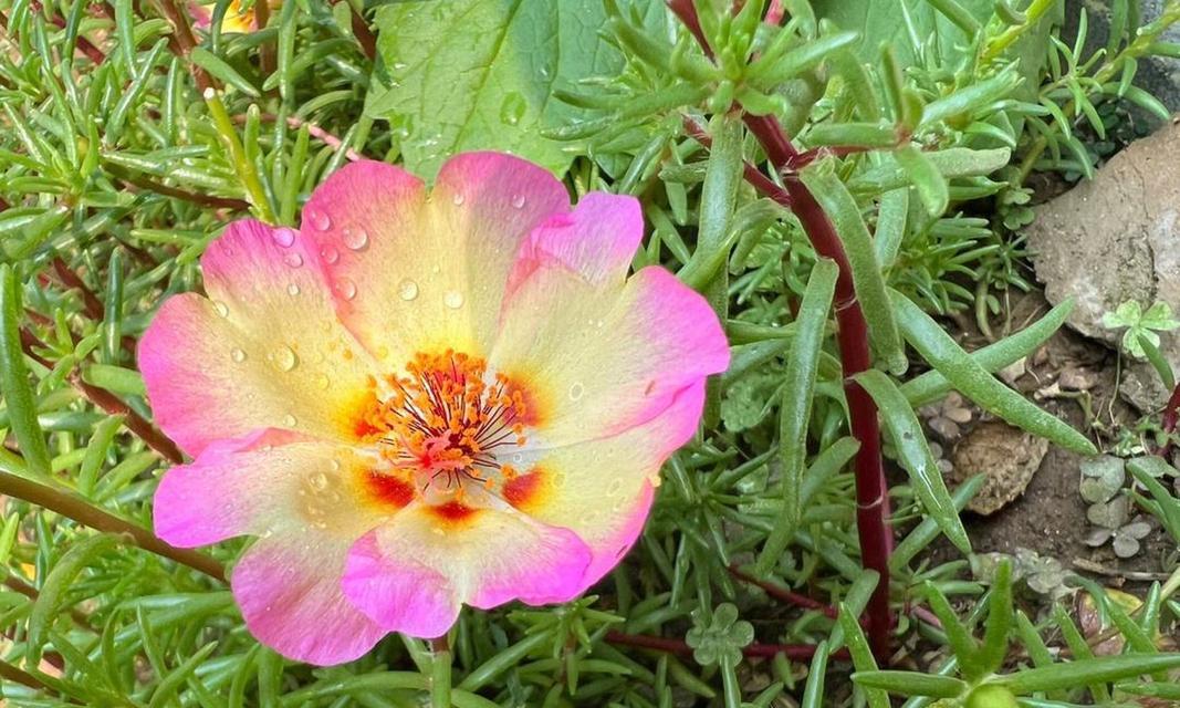 表示乐观的花花语是什么？如何用花表达乐观情绪？