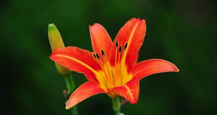 表示母爱的花花语是什么？母爱的花有哪些种类？