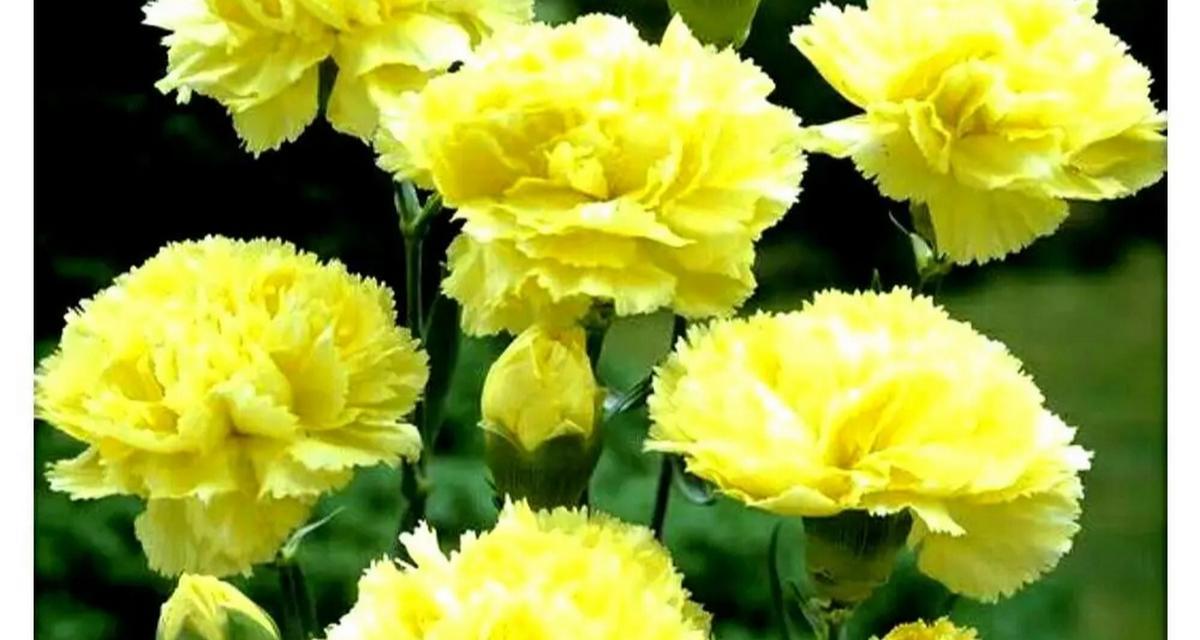 表示母爱的花花语是什么？母爱的花有哪些种类？